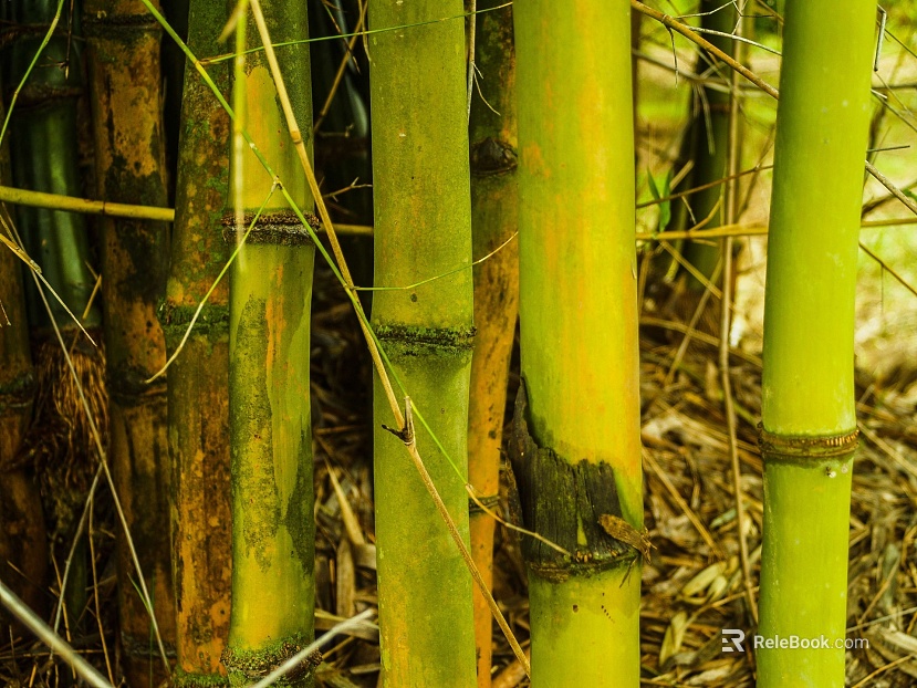 Bamboo texture