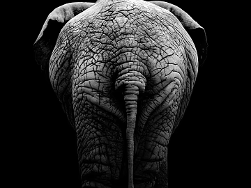 animal decorative painting texture (ID:ffabf3707)