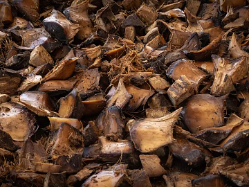 bark texture (ID:ffagg84375)