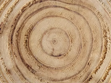 annual rings texture (ID:ffagg51019)