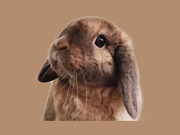 Animal painting texture (ID:ffaff4727)