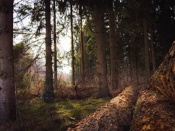 Forest texture (ID:ffagg73928)