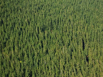 Wild Scenery texture (ID:ffabg15200)