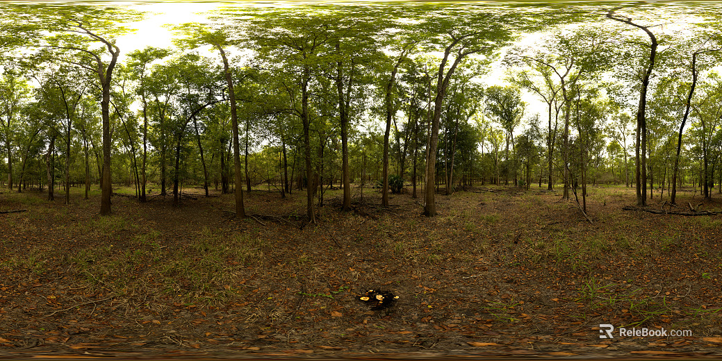 Outdoor Forest Meadow Day HDR texture