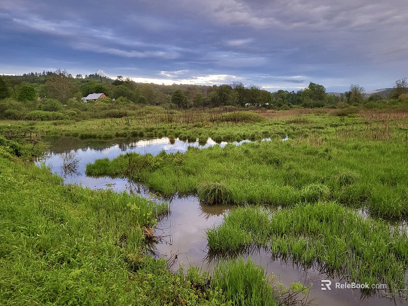 Wetland texture