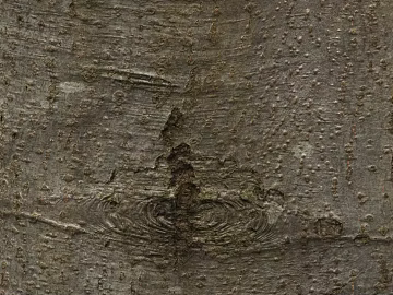bark texture (ID:ffaag16981)