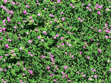 shrub flowers bushes texture (ID:ffaeh900117)
