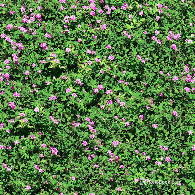shrub flowers bushes texture