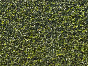 Plants texture (ID:ffabg83721)