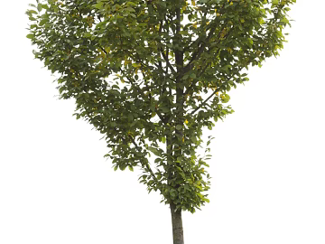 Trees Autumn Trees Big Trees Small Trees Commercial Trees Roadside Trees Community Greening texture (ID:ffach356143)