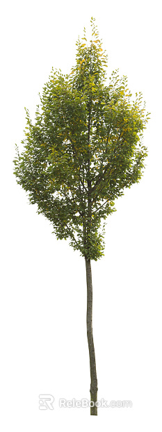 Trees Autumn Trees Big Trees Small Trees Commercial Trees Roadside Trees Community Greening texture