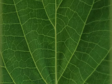 Green Vein Leaf Material Decoration Material texture (ID:ffaeh295666)