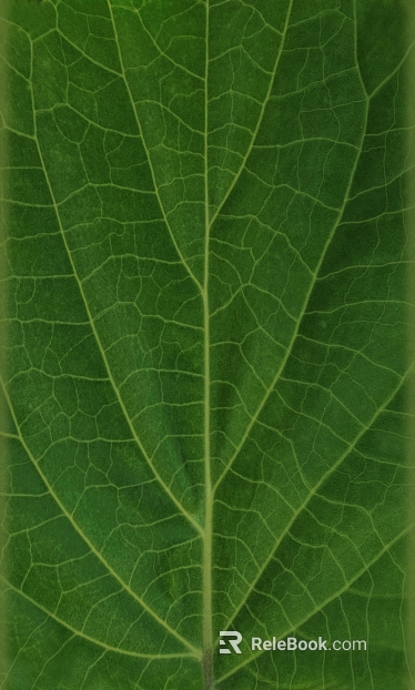 Green Vein Leaf Material Decoration Material texture