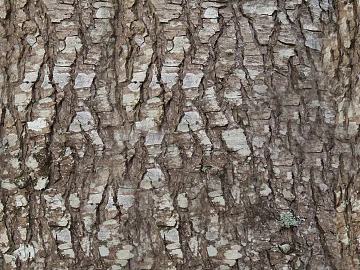 bark texture (ID:ffach873565)
