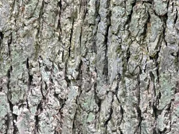 bark texture (ID:ffacg07393)
