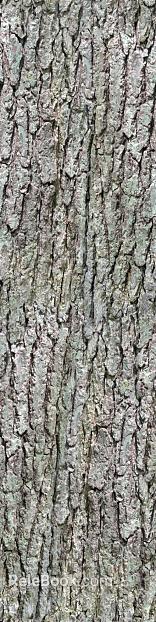 bark texture