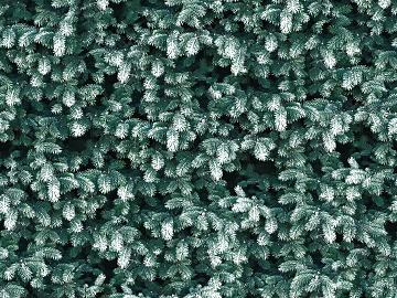 Plants texture (ID:ffajg77421)