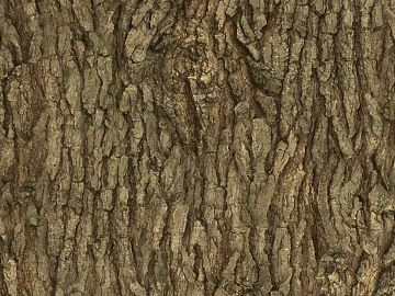 Gray-brown bark, natural grain texture (ID:ffaeh654826)