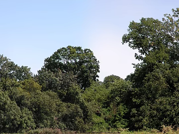 Wild Scenery texture (ID:ffaaf8189)