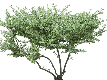 Plants texture (ID:ffaag98611)