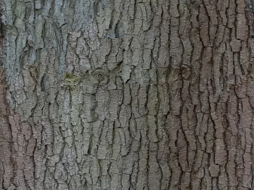 bark texture (ID:ffaag21074)