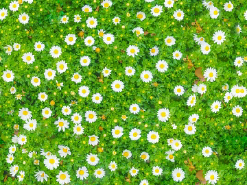 shrub flowers bushes texture (ID:ffaeh310117)