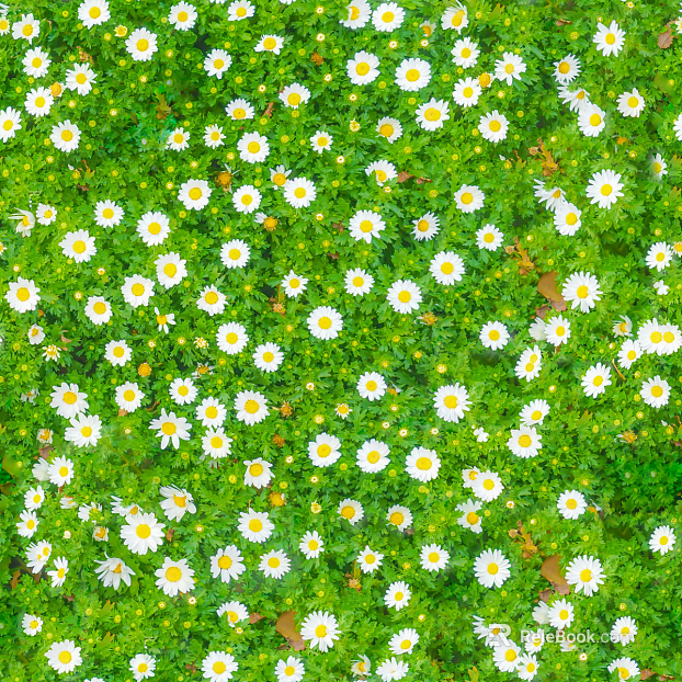 shrub flowers bushes texture