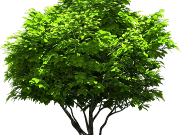 Plants texture (ID:ffabg95022)