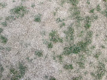 Grassland texture (ID:ffabg84280)