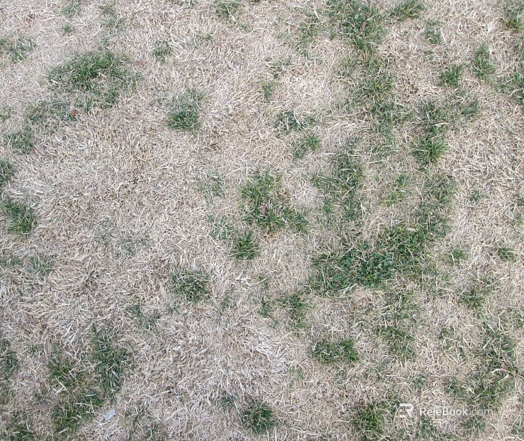Grassland texture