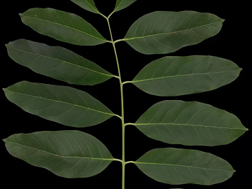 leaves texture (ID:ffajg31514)