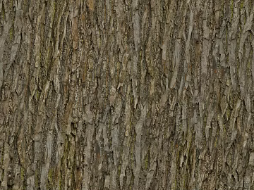 ancient tree bark texture (ID:ffhee095)