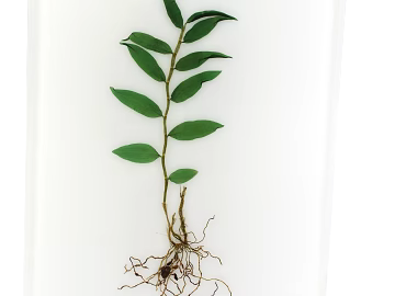 Plants texture (ID:ffagg52863)