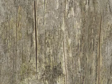 bark texture (ID:ffaag70539)