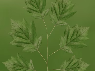 leaves texture (ID:ffaeg91446)
