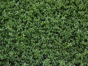 Turf texture (ID:ffagg47586)