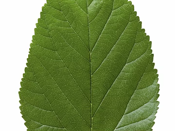 leaves texture (ID:ffaeg09908)