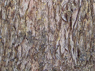 bark 3d model
