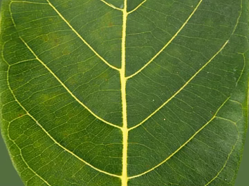 Green leaf veins, natural material texture (ID:ffaeh415559)