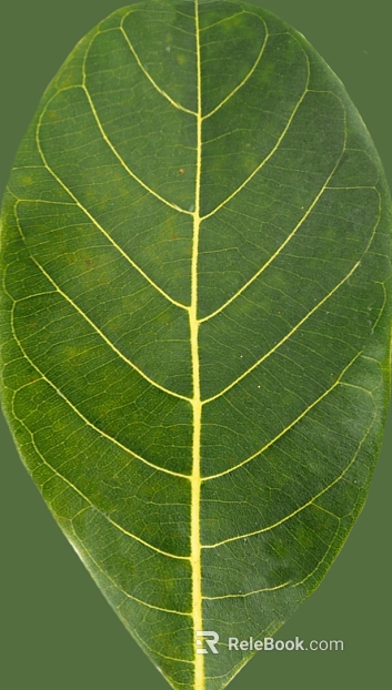 Green leaf veins, natural material texture