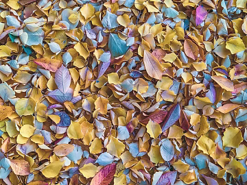 fallen leaves texture (ID:ffagg81745)