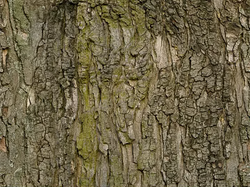 bark texture (ID:ffagg74028)