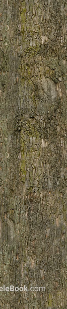 bark texture