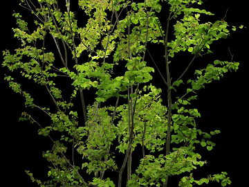 Tree texture (ID:ffaeg16846)