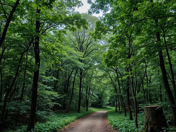 wild outdoor forest path rainforest texture (ID:ffach095528)