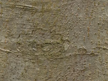 bark texture (ID:ffadg52809)