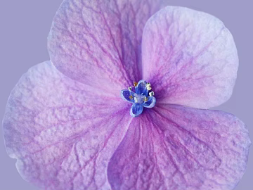 Flowers texture (ID:ffajf4443)