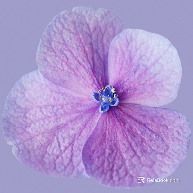 Flowers texture