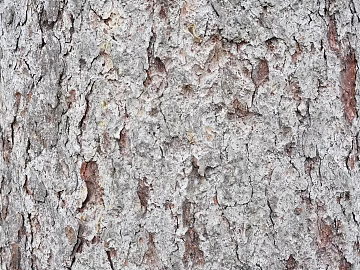 bark texture (ID:ffagg13900)