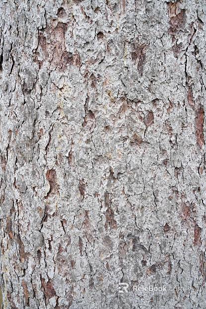 bark texture